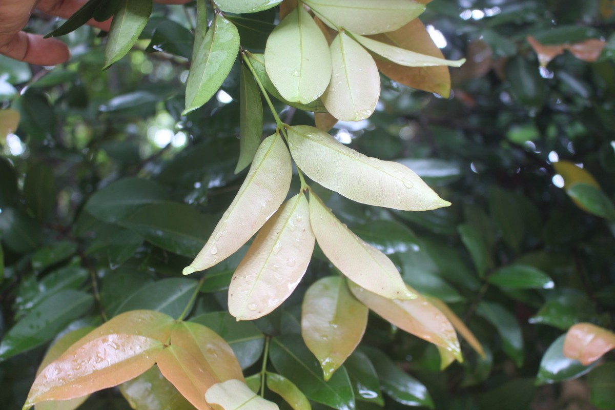 Syzygium myrtifolium Walp.